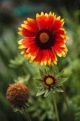 The stage of growth of the flower Gaillardia pulchella: a bud, flowering, wilting.