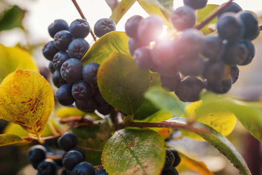 Aronia Melanocarpa