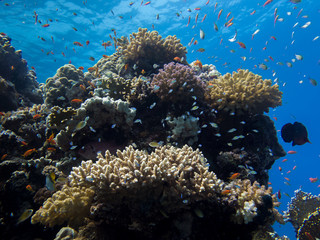 Naklejka na ściany i meble Coral reef in clear blue sea