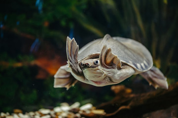 Carettochelys insculpta. The merry turtle swims under the water. Funny animals.