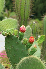 Cactus with Flower, Kaktus mit Blüte