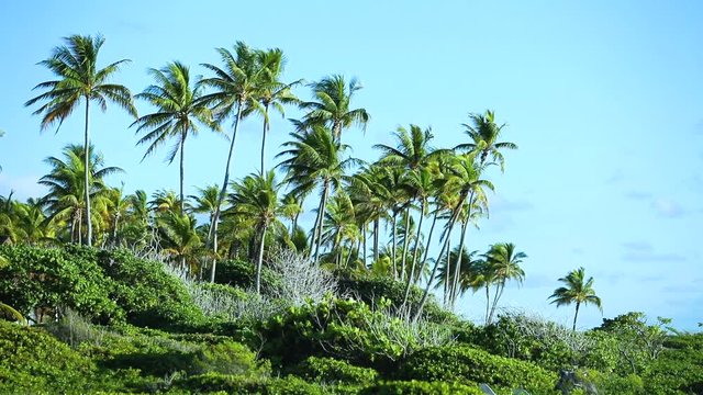 for&ecirc;t de palmiers  