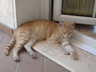 gatto