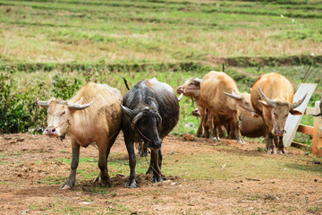 water buffalo in farm