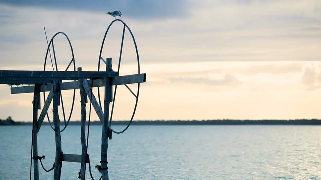 oiseau perch&eacute; sur ponton a bateau (p&ecirc;che)