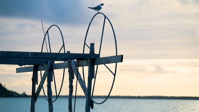 oiseau perch&eacute; sur ponton a bateau (p&ecirc;che)
