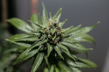 Fototapeta premium hey Bud-dy