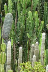 Cactus garden, Kakteen