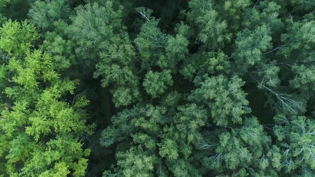 The drone is flying over the forest. View from above.4k UHD