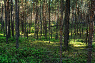 summer forest in northwest of Russia