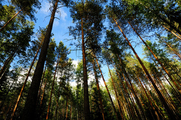 summer forest in northwest of Russia