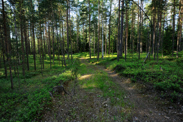 summer forest in northwest of Russia
