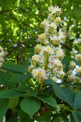 Close up of single panicle of horse chestnut