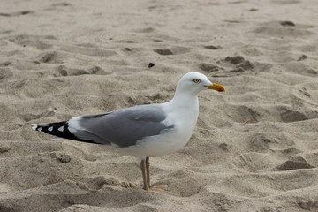 Obraz premium Seagull on the Baltic Sea