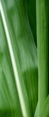 Close up of green Corn leaves in sunlight