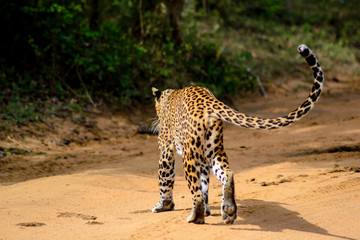 Ein Leopard im Yala Nationalpark