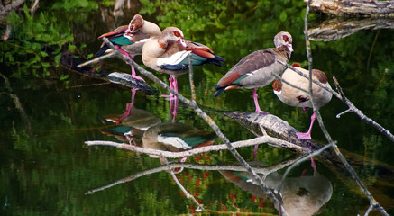 Wildgänse am Bruchsee © Jürgen Hamann