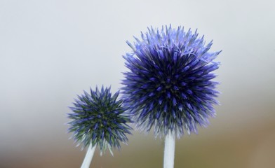 Close up of beautiful blue thistle in the garden
