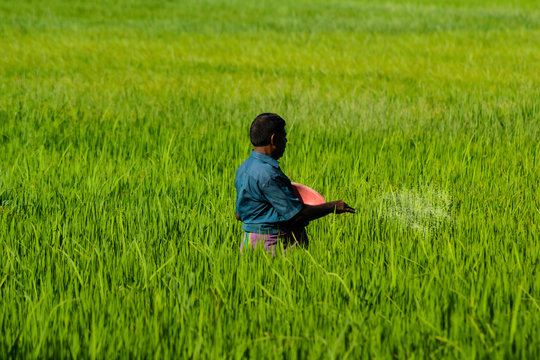 Arbeiten auf den Reisfeldern