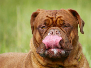 French Mastiff - Bordeaux Dog