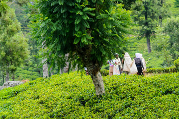 Ein Gang durch die Teeplantagen von Haputale