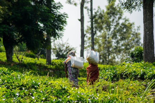Teepflückerinnen bei der Arbeit in Haputale