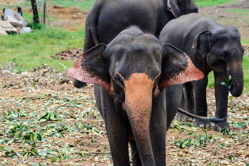 Elefantenbaby auf Sri Lanka