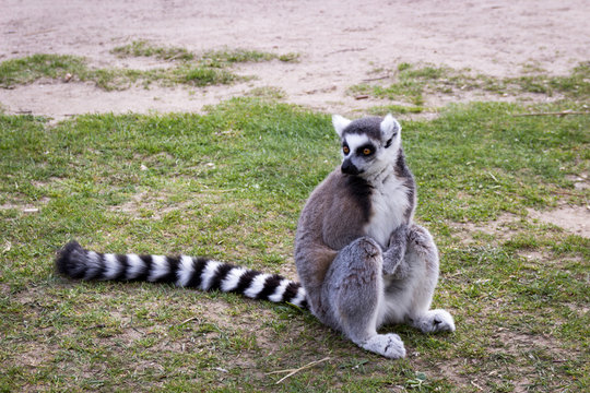 Lemuren (Lemur catta)