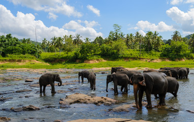 Fototapeta na wymiar Elefanten im See des Pinnawala Elefantenwaisenhauses