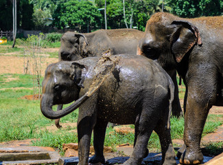 Ein Babyelefant kühlt sich mit Schlamm ab