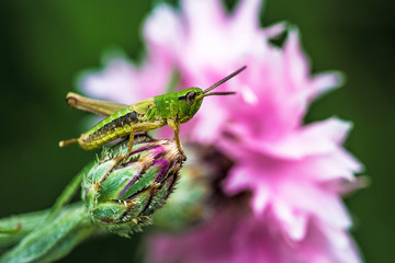 Grasshopper (Chorthippus parallelus) sitting on a flower