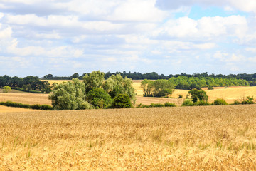 Fototapeta premium Suffolk Landscape