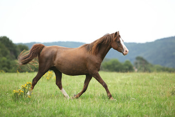 Obraz premium Beautiful pony moving on pasturage