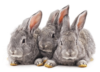 Obraz premium Three rabbits.
