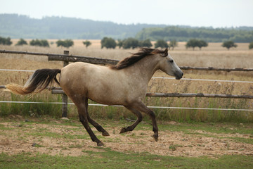 Fototapeta na wymiar Beautiful pony moving on pasturage