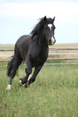 Fototapeta na wymiar Amazing black stallion running on pasturage