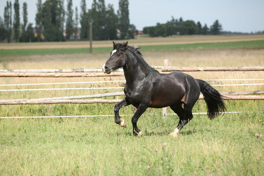 Amazing black stallion running on pasturage