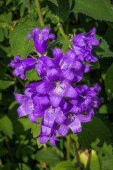 purple flower