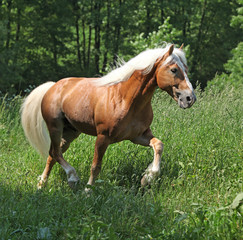 Fototapeta premium Amazing haflinger running on pasturage