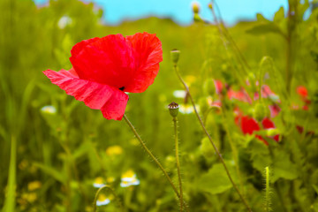 Fototapeta premium Beautiful poppy flowers on the meadow, mountain nature, summertime. Photo depicts red poppies, colorful meadow flowers, growing in the green grass. Close up, macro view.