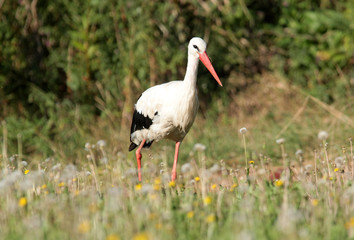 Single white stork (Ciconia ciconia) walking through a green meadow looking for food.