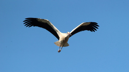 Fototapeta na wymiar White stork (ciconia ciconia) flying.