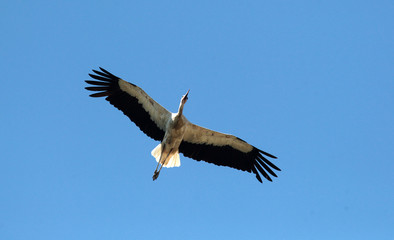 White stork (ciconia ciconia) flying.