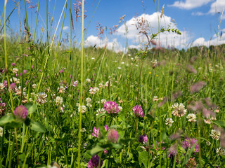 Summer meadow
