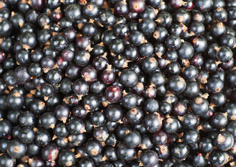 Set of ripe berries of black currant as background