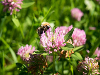 Bee sitting on a blooming clover