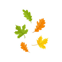 Fototapeta premium Colorful set of oak and maple fall, autumn leaves, cartoon style vector illustration isolated on white background. Simple cartoon style oak and maple fall, autumn leaves