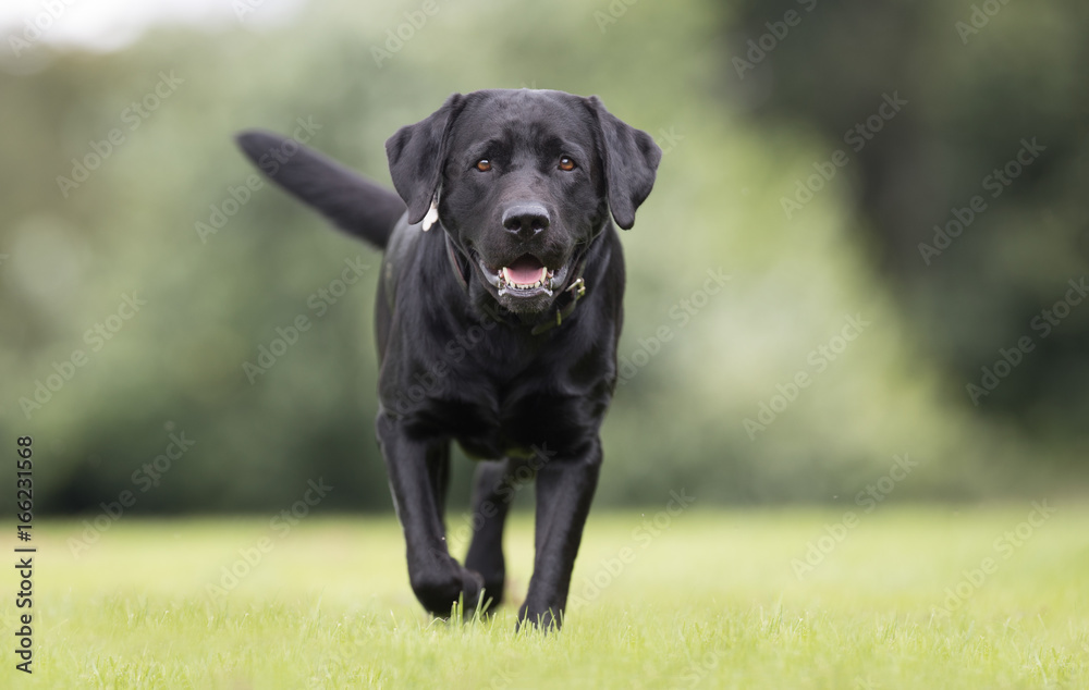 Sticker Black labrador retriever dog