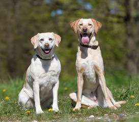 Two labrador retriever dogs