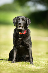 Dog outdoors in nature